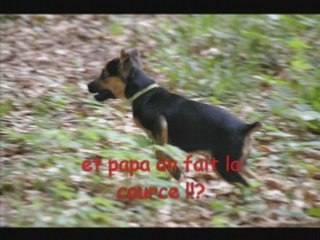 la premiere balade en foret de cooky