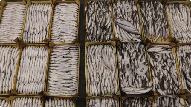 Balıkçılar sezonun ilk avından döndü: ‘İstavrit bol, hamsiden umut yok'