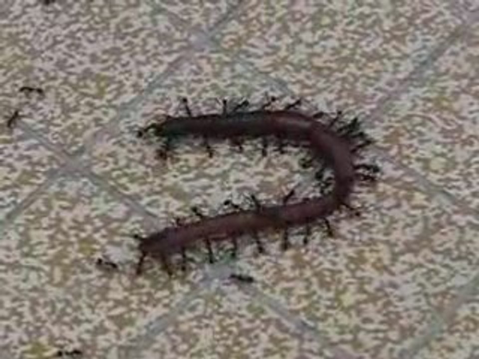 Ver et fourmis