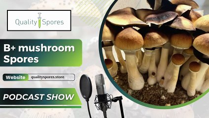 B+ Mushroom Spores|Mushroom Spore Syringe online|Spore Syringe for Sale