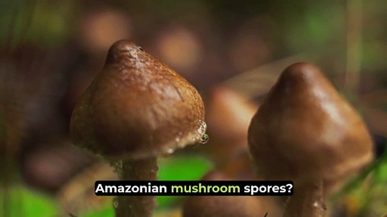Amazonian Mushroom Spores | Mushroom Spore Syringe | Quality Spores