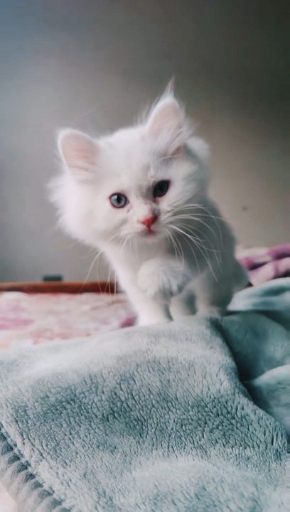 Funny White Cat Stealing Hearts… and Food😄😄