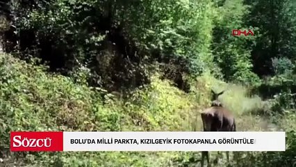 Bolu'da milli parkta, kızılgeyik fotokapanla görüntülendi