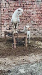 Pets Life #petslife #Viral #Funny #beauty