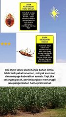 cara mengusir kecoak dan kutu buku  #quotes