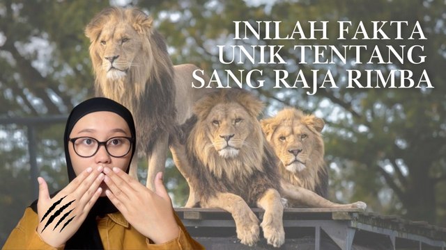 Kenapa Singa Disebut Raja Rimba? Ini Faktanya!-Serius Ini Hewan?