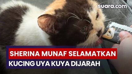 Cerita Sherina Munaf Selamatkan Kucing Uya Kuya yang Dijarah: Sangat Kurus dan Kutuan