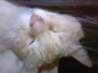 Mon chat ronfle u_u