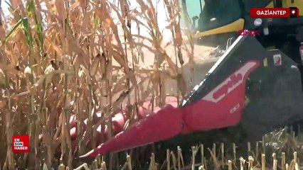 Gaziantep’te mısır hasadı başladı