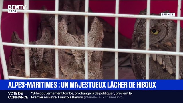 C'est vraiment la plus grande récompense : des hiboux retrouvent leur habitat naturel grâce à ce centre de soins des Alpes-Maritimes