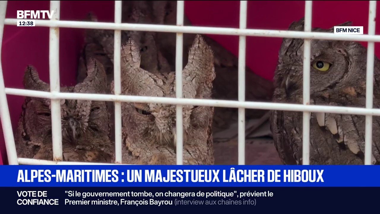 "C'est vraiment la plus grande récompense": des hiboux retrouvent leur habitat naturel grâce à ce centre de soins des Alpes-Maritimes