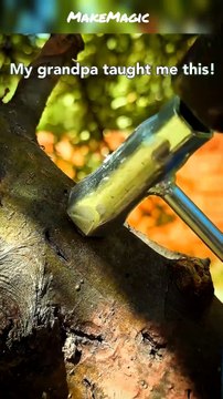 Tree Grafting Techniques #tree #grafting #techniques