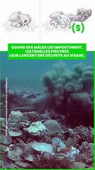 coquillages, des algues et autres matériaux des fonds marins