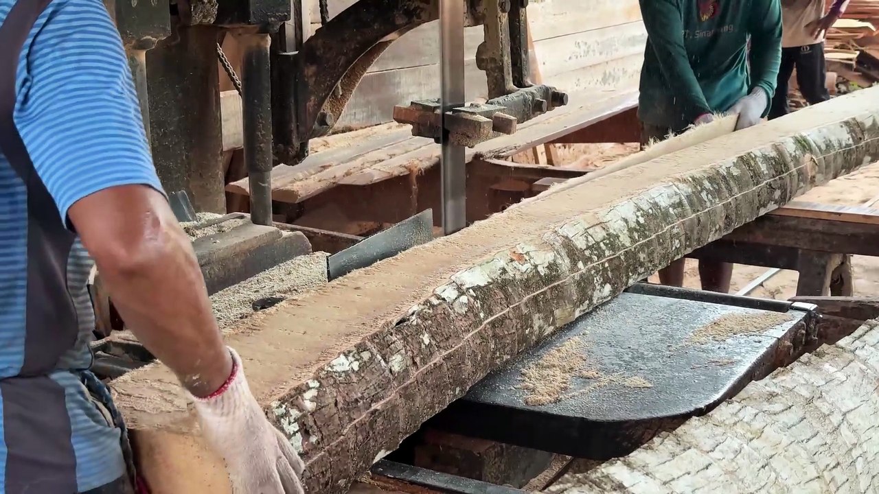 Steps to Saw a Coconut Tree 5x7 with High Accuracy