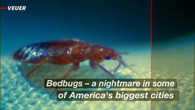 Home Some Cities Around the U.S. Deal With Bed Bugs