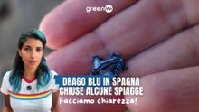 Drago blu in Spagna chiuse alcune spiagge