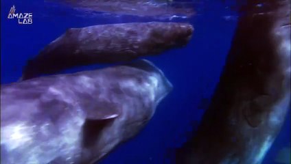 Using Poop as a Weapon Against Orcas? These Sperm Whales Are Doing Just That