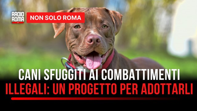Cani sfuggiti ai combattimenti illegali: un progetto per adottarli