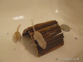 Adorable Gerbil Cohabitation: Anoki Meets Young New Friends 🐹