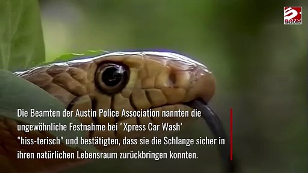 Schlange schlängelt sich in Autowaschanlage