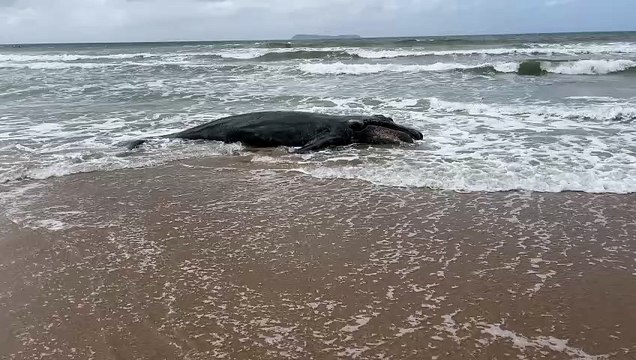 Filhote de baleia-franca de 5 metros é encontrado morto em praia querida por surfistas em SC