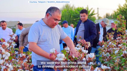 Meet the Uzbek scientist pioneering genetic breakthroughs in cotton, wheat and global food security