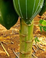 This video full of mesmerizing fruits is a special edition one 😍