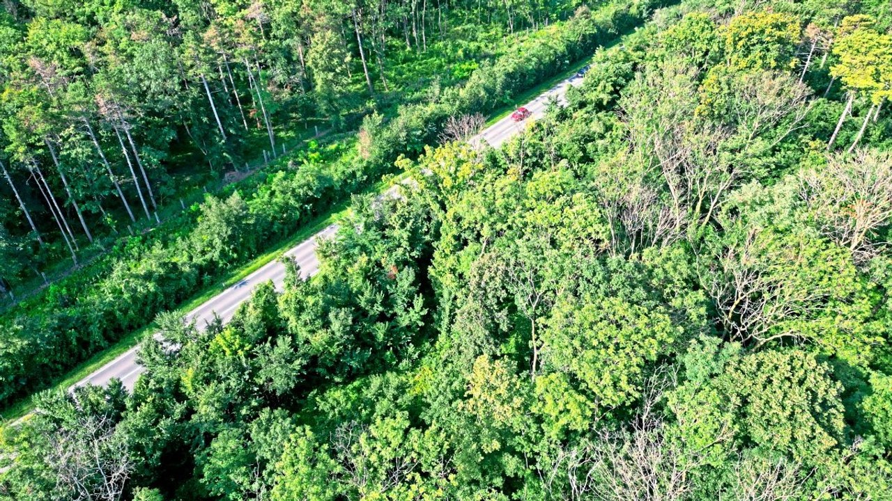 Wie der Klimawandel Österreichs Wäldern zusetzt