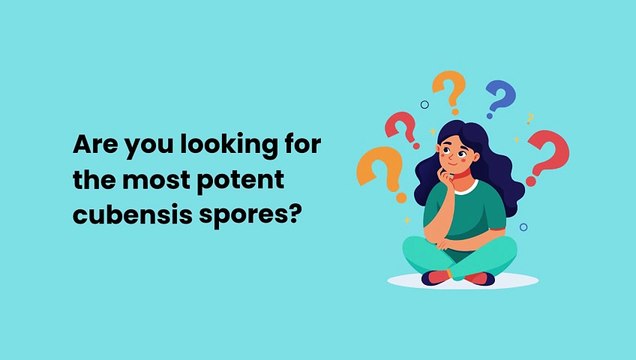 Blue Meanie Mushroom Spores | Blue Meanie Liquid Culture | Quality Spores