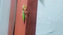 gecko vs mantis