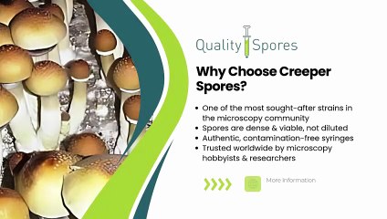 Creeper Mushroom Spores for Sale|Buy Creeper Mushroom Spores Online