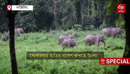 হাতির পছন্দের ঘাস লাগিয়ে হচ্ছে গ্রাসল্যান্ড ও ওয়েটল্যান্ড, লোকালয়ে প্রবেশ রুখতে উদ্যোগ