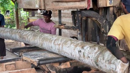 How to Professionally Cut a Coconut Tree into 2x20 Lumber