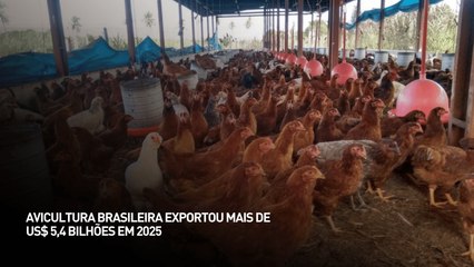 Avicultura brasileira exportou mais de us$ 5,4 bilhões em 2025