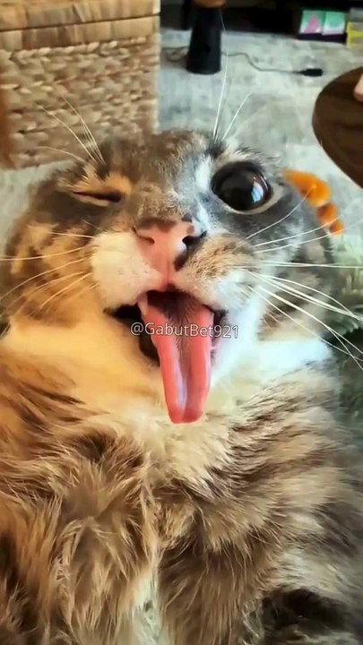 Funny cat