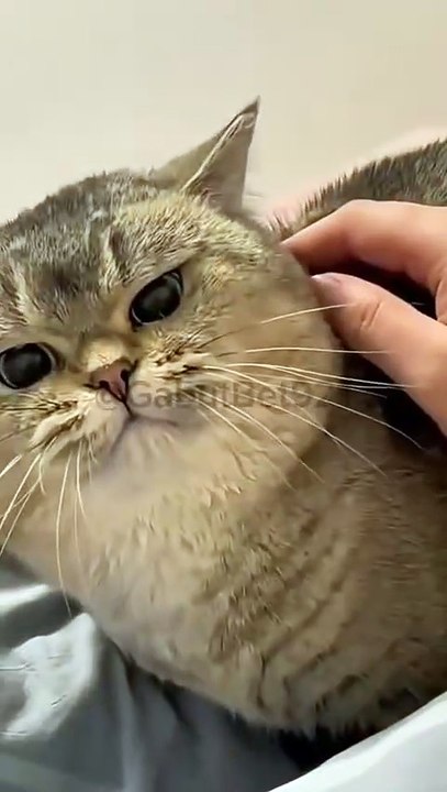 Funny cat