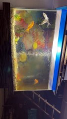 Pets Life #petslife #Viral #Funny #beauty