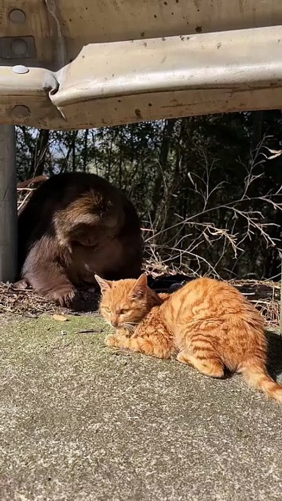 Monkey xingcing with cat #monkey
