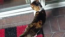When Your Cat Decides Playtime Is Over… 😂 ‘Let Me In! #cats #funnycats #funnyanimals #shorts #catshorts #catvideo #foryou #viralcats