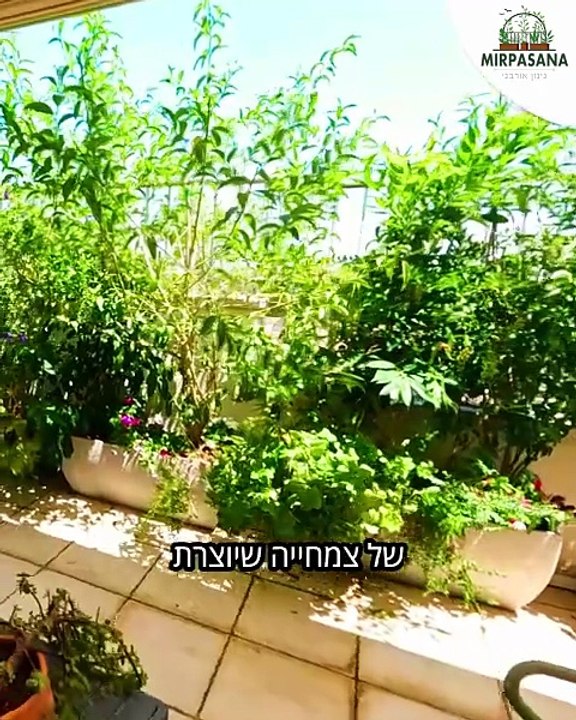 רותי גלעד