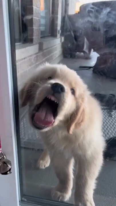 so funny doggie 😂😅#funny #doggie #viral Please  visit my website  👉 https://barkdoggie.lovestoblog.com/🌿Please subscribe to my YouTube channel :  👉       https://bit.ly/3RvxlTQ