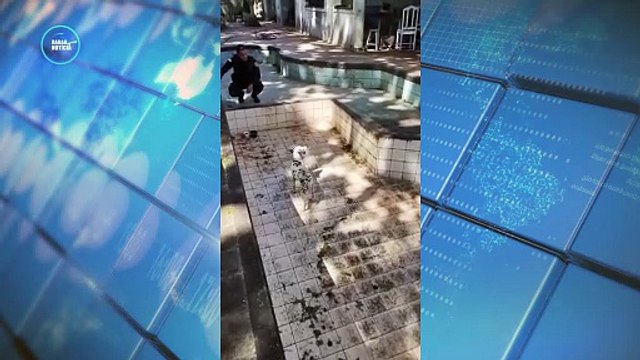 Cachorro é resgatado pela Guarda Civil após ser encontrado preso em piscina vazia em Maringá