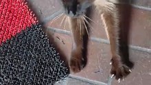 Would You Resist This? 😻 Hungry Visitor Asking for Food #cat #cats #funnycats #shorts #dinner #catfilm #cutecats #cute #funny