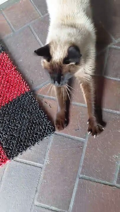 Would You Resist This? 😻 Hungry Visitor Asking for Food #cat #cats #funnycats #shorts #dinner #catfilm #cutecats #cute #funny