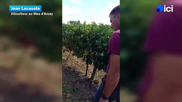 Ce sont d'excellents oenologues : les sangliers détruisent les vignes héraultaises juste avant les vendanges