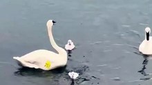A mother swan fiercely defends her cygnets from a seagull discovering funny news