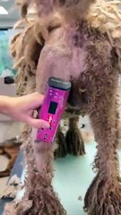 People will loose their minds seeing Komondor 😂discovering funny news