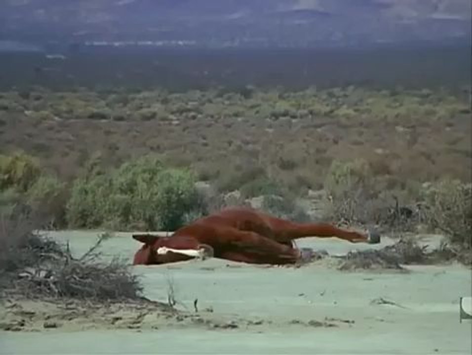 Trending view : Dust Horizon (1973) part 1 movie