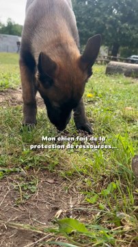On s’est bien fait peur avec Sept c’était dur. Mais depuis elle s’est améliorée et vraiment notre objectif c’était qu’elle ne MANQUE DE RIEN ! Elle a faim, et bien elle mange c’est TOUT. Nous on le fait bien non ?! On a faim on mange 😹