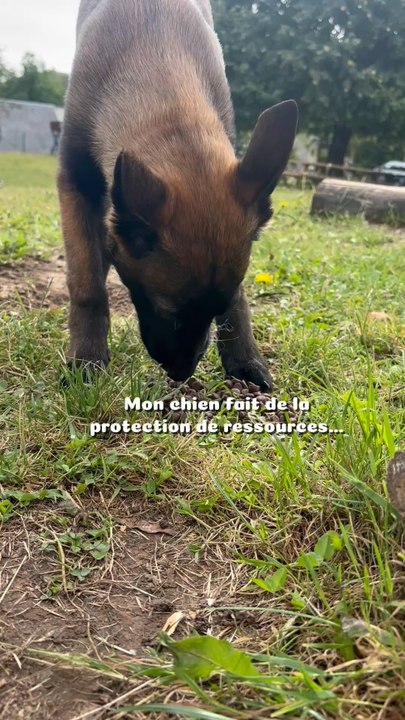 On s’est bien fait peur avec Sept c’était dur. Mais depuis elle s’est améliorée et vraiment notre objectif c’était qu’elle ne MANQUE DE RIEN ! Elle a faim, et bien elle mange c’est TOUT. Nous on le fait bien non ?! On a faim on mange 😹